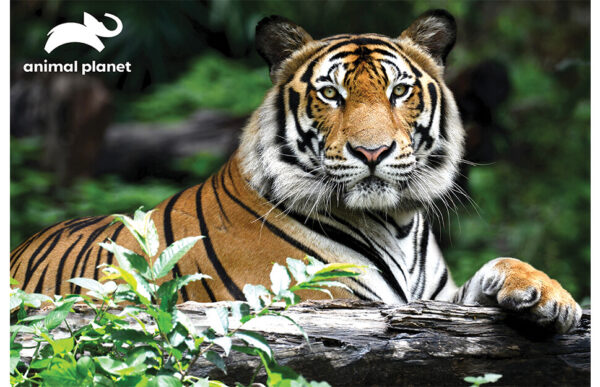 Kidicraft - 10945 - Animal Planet - Tiger - 150 Piece 3D Puzzle
