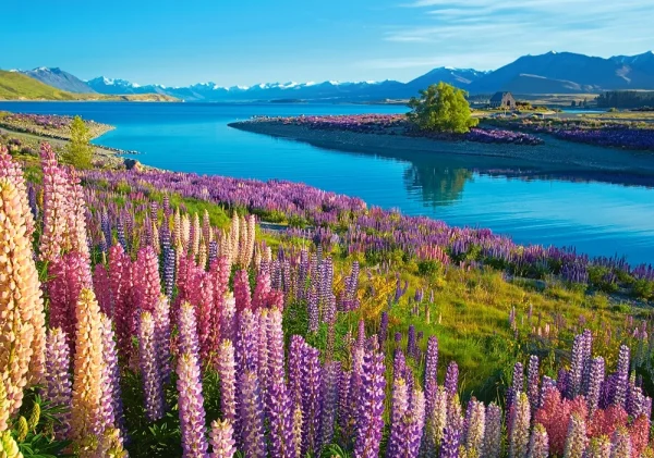 Castorland - 53896 - Lake Tekapo, New Zealand - 500 Piece